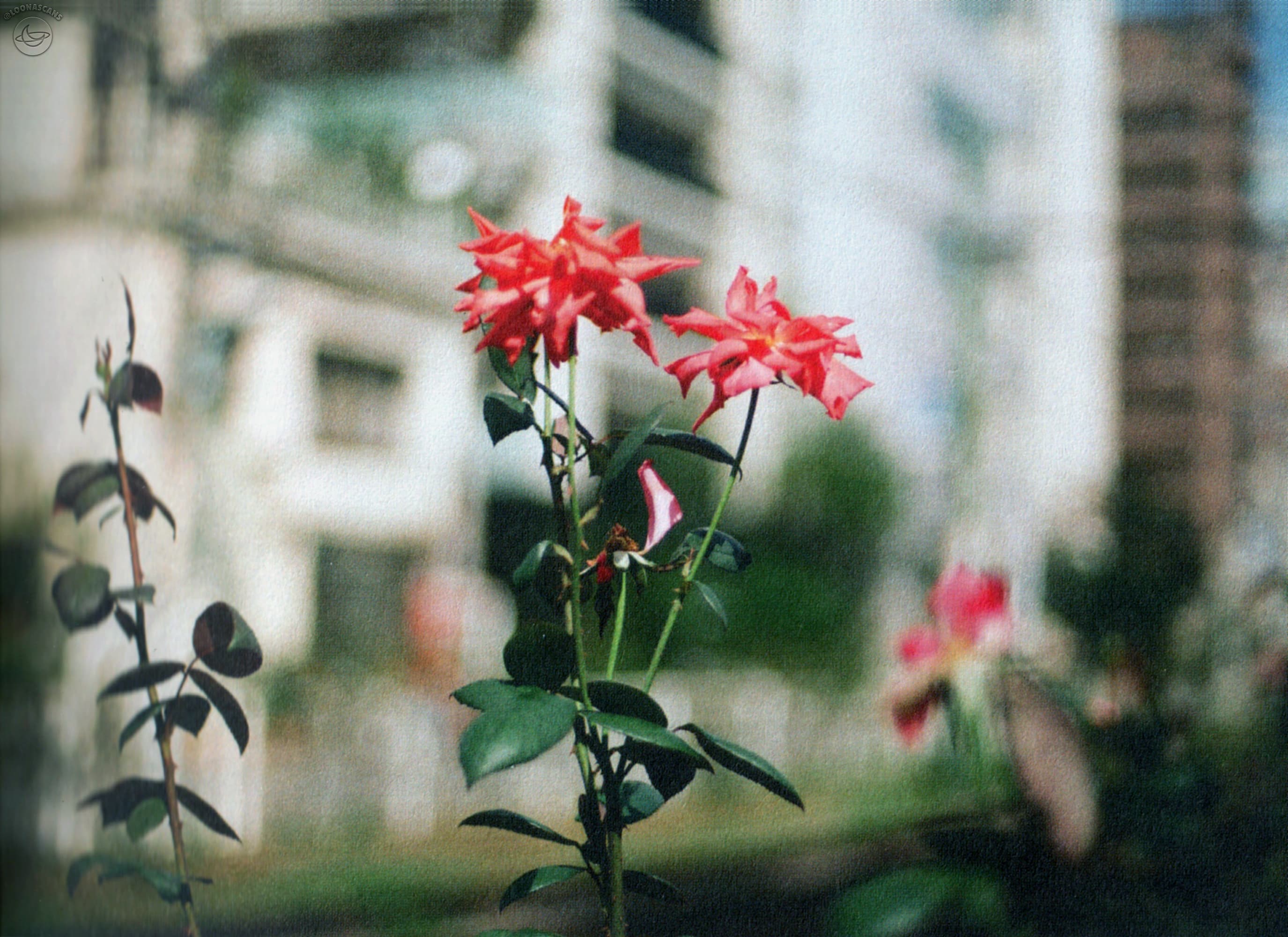 A red flower.